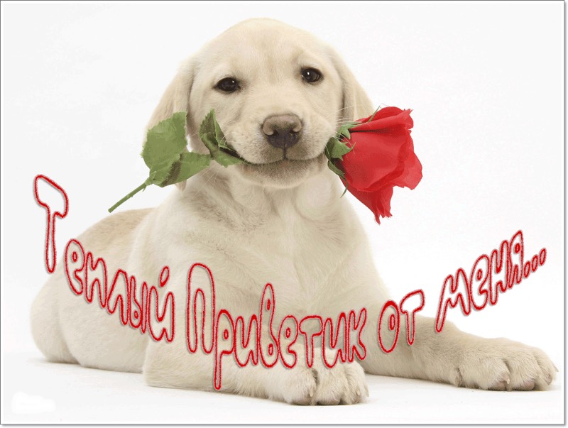 открытки привет, как дела. как настроение. пожелание хорошего дня