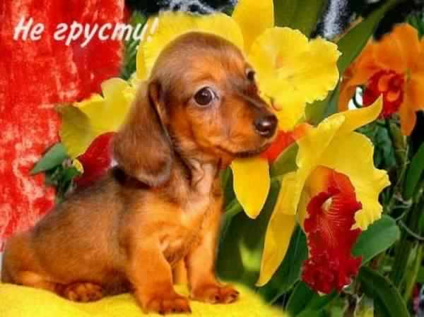 не грусти. не скучай. все будет хорошо. улыбнись. все пройдет