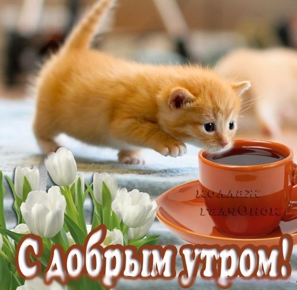 доброе утро. открытки с добрым утром. с добрым утром. желаю доброго утра