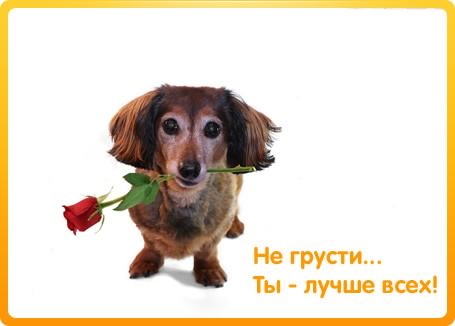 не грусти. не скучай. все будет хорошо. улыбнись. все пройдет