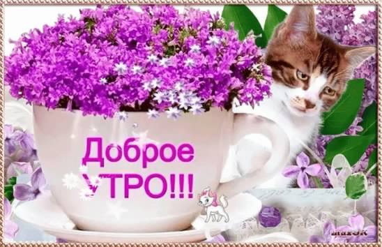 доброе утро. открытки с добрым утром. с добрым утром. желаю доброго утра
