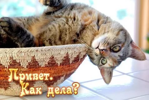 открытки привет, как дела. как настроение. пожелание хорошего дня