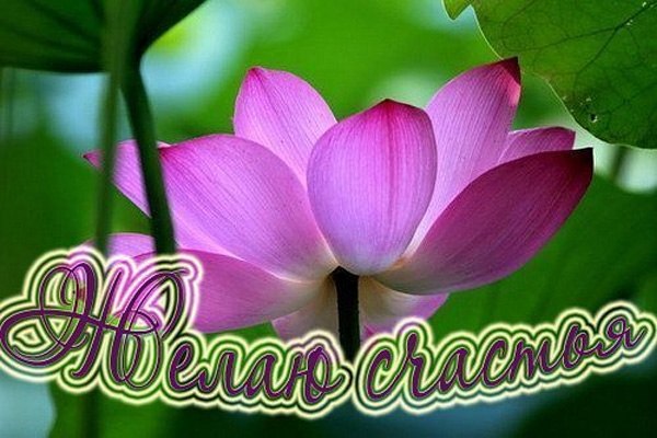 счастья. открытки с пожеланием счастья