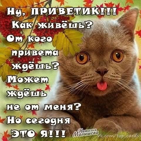 открытки привет, как дела. как настроение. пожелание хорошего дня