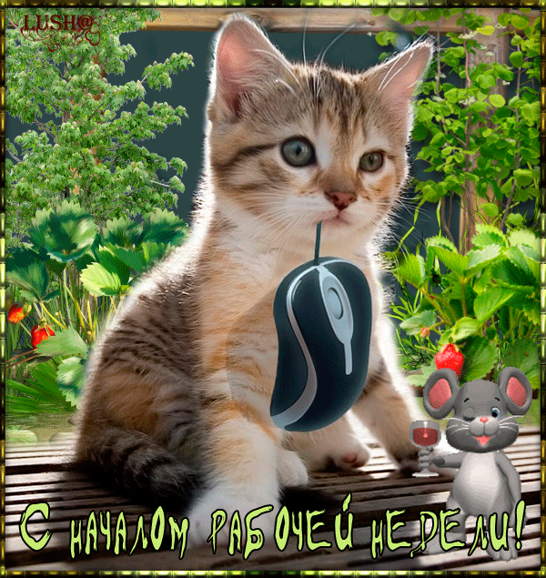 понедельник. открытки к понедельнику. опять понедельник. легкого