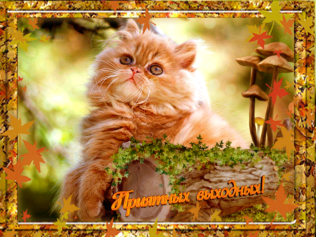 Приятных выходных