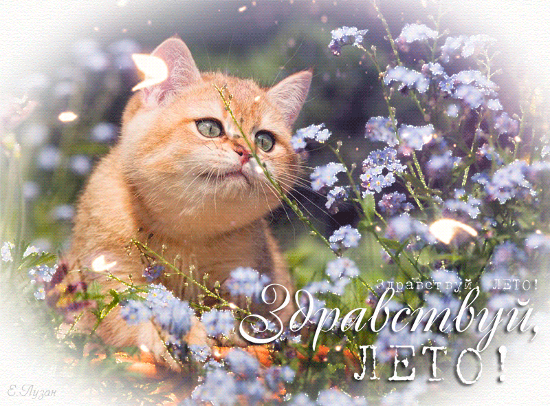 Открытки про лето