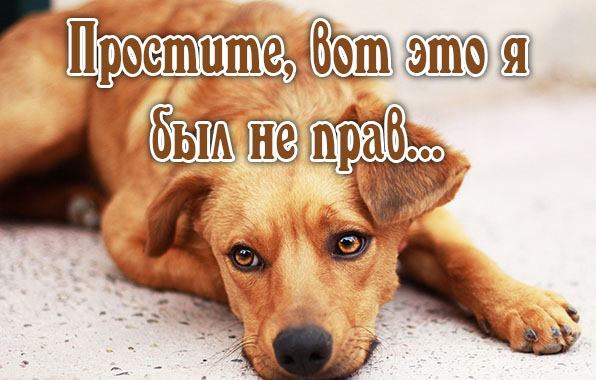 прости. прости меня. открытки прости. прости пожалуйста. прости меня пожалуйста. ты меня простишь? извини пожалуйста. давай помиримся. прости я больше так не буду