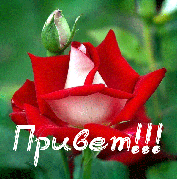 открытки привет, как дела. как настроение. пожелание хорошего дня