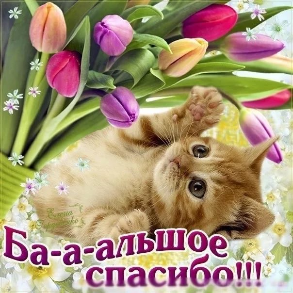 открытки спасибо, thank you, merci, благодарю тебя, большое спасибо