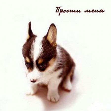 прости. прости меня. открытки прости. прости пожалуйста. прости меня пожалуйс...