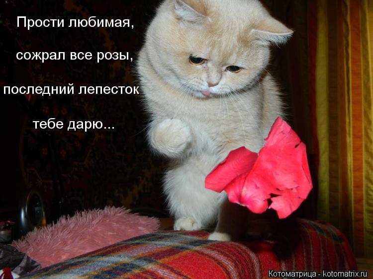 прости. прости меня. открытки прости. прости пожалуйста. прости меня пожалуйс...