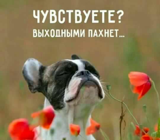 Приятных выходных