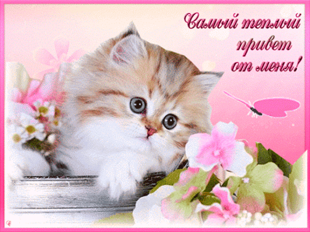 Приветствую милый. Красивые открытки с котиками. Открытки с котиками хорошего настроения. Пожелание хорошего дня с котиками. Теплый привет.