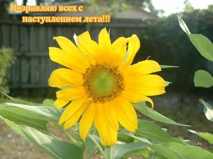 Открытки про лето