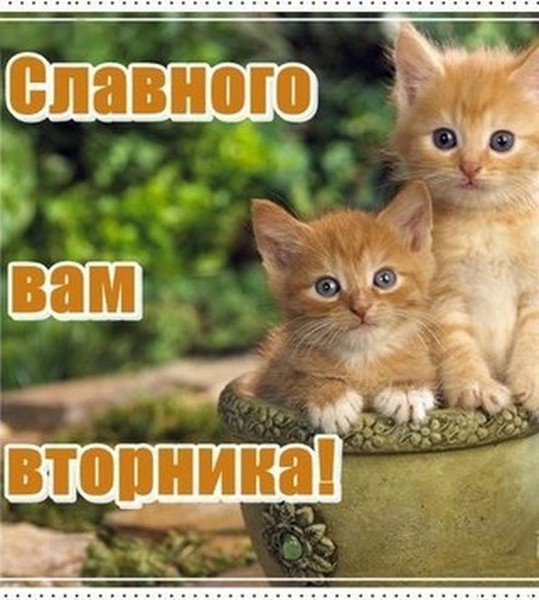 вторник. с добрым вторником.