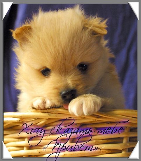 открытки привет, как дела. как настроение. пожелание хорошего дня