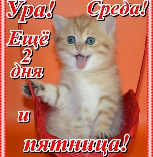 С веселой средой