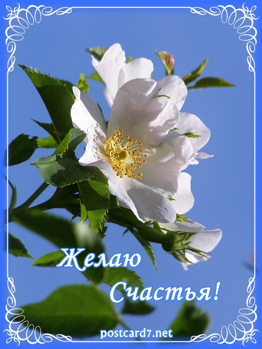 счастья. открытки с пожеланием счастья