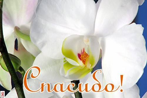 открытки спасибо, thank you, merci, благодарю тебя, большое спасибо