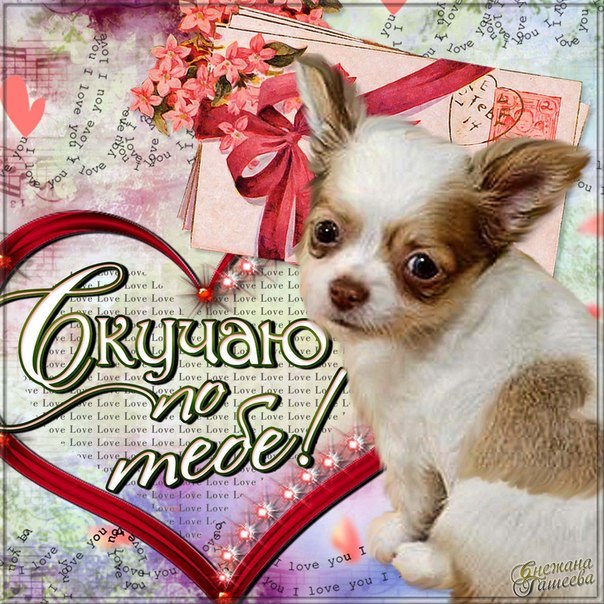 Картинки я скучаю. Открытки люблю скучаю. Скучаю. Милый щенок. Открытки я скучаю по тебе.