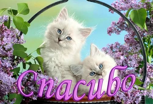 открытки спасибо, thank you, merci, благодарю тебя, большое спасибо