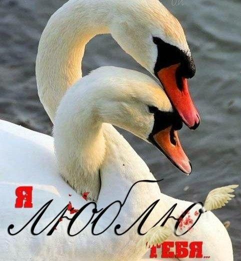 открытки любимым с любовью. я тебя люблю. i love you. люблю больше жизни