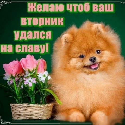 вторник. с добрым вторником.