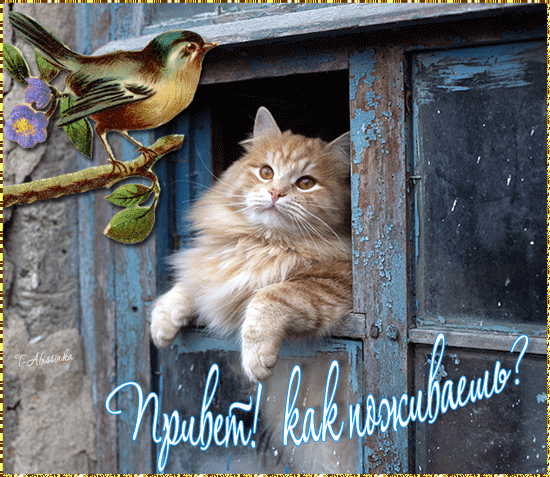 открытки привет, как дела. как настроение. пожелание хорошего дня