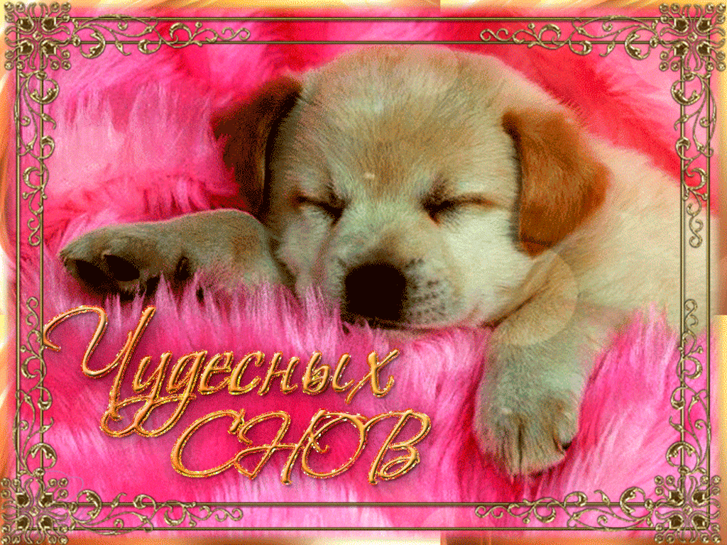 спокойной ночи. открытки с пожеланием спокойной ночи. приятных снов. сладких снов. приятных сновидений. доброй ночи. нежных снов. волшебных снов. спите сладко 