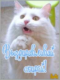 выздоравливай выздоравливай. желаю скорейшего выздоровления. не болей