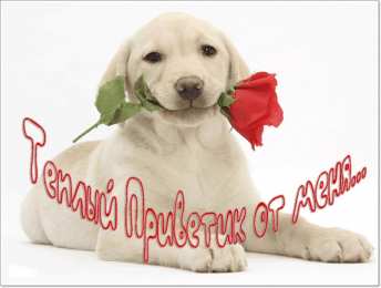  привет открытки привет, как дела. как настроение. пожелание хорошего дня