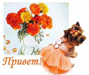  привет открытки привет, как дела. как настроение. пожелание хорошего дня