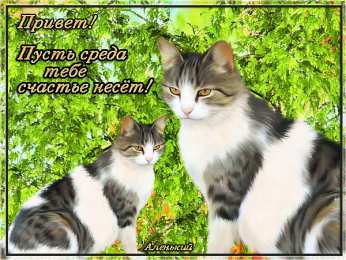 среда С веселой средой