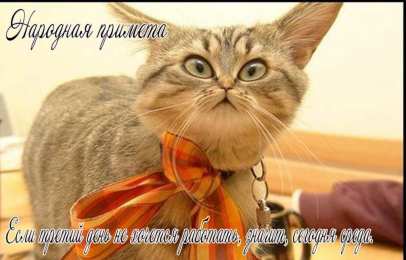 среда С веселой средой