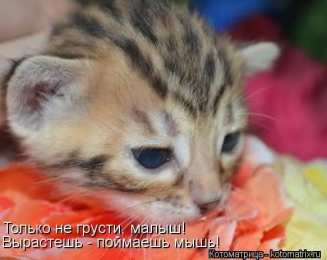 Открытки не грусти, не скучай не грусти. не скучай. все будет хорошо. улыбнись. все пройдет не грусти. не скучай. все будет хорошо. улыбнись. все пройдет