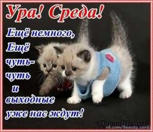 среда С веселой средой