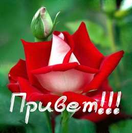  привет открытки привет, как дела. как настроение. пожелание хорошего дня