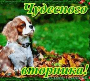 вторник вторник. с добрым вторником.