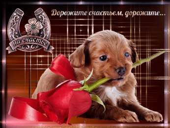 счастья счастья. открытки с пожеланием счастья