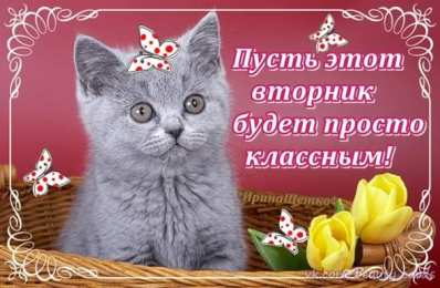 вторник вторник. с добрым вторником.