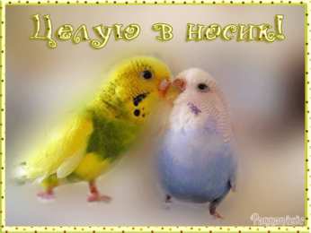 целую открытки целую, целую много раз