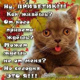  привет открытки привет, как дела. как настроение. пожелание хорошего дня