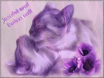 Открытки спокойной ночи спокойной ночи. открытки с пожеланием спокойной ночи. приятных снов. сладких снов. приятных сновидений. доброй ночи. нежных снов. волшебных снов. спите сладко  спокойной ночи. открытки с пожеланием спокойной ночи. приятных снов. сладких снов. приятных сновидений. доброй ночи. нежных снов. волшебных снов. спите сладко 