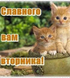 вторник вторник. с добрым вторником.