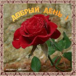 добрый день добрый день. открытки добрый день.доброго дня. хорошего дня. удачного дня
