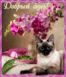 добрый день добрый день. открытки добрый день.доброго дня. хорошего дня. удачного дня