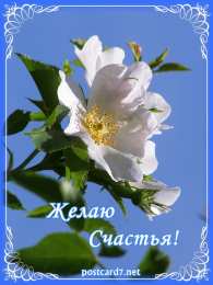 счастья счастья. открытки с пожеланием счастья