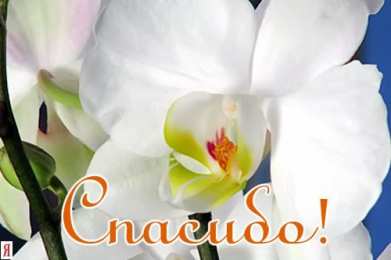 спасибо открытки спасибо, thank you, merci, благодарю тебя, большое спасибо