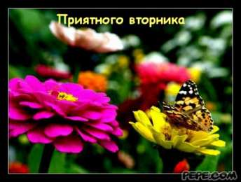 вторник вторник. с добрым вторником.